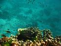 Similan (101)